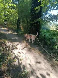 Beagle en balade en laisse sur un chemin baigné de soleil