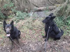 Deux bergers en balade dans les chemins autour de la pension