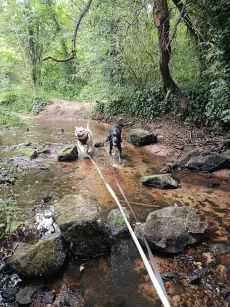 Un bouledogue crème et un chien noir qui traversent le ruisseau en trottant