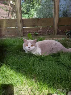 British shorthair lilas et blanc couché dans l'herbe fraîche du parc