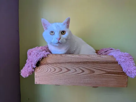 Chat blanc aux yeux dorés installé dans sa caisse murale garnie d'une couverture rose