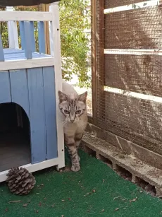 Chat tigré clair qui sort de sa cabane en bois bleue, dans le parc extérieur
