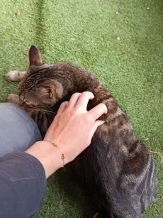 Chat tigré allongé sur la pelouse, qui se fait caresser par la gérante