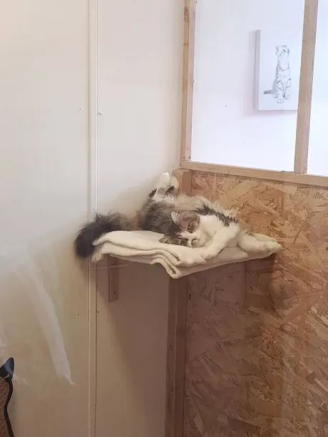 Chat à poil long qui se prélasse sur le dos, sur l'étagère de sa chambre