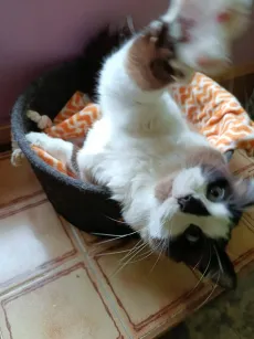 Chat noir et blanc à poil mi-long qui s'étire sur le dos dans son panier