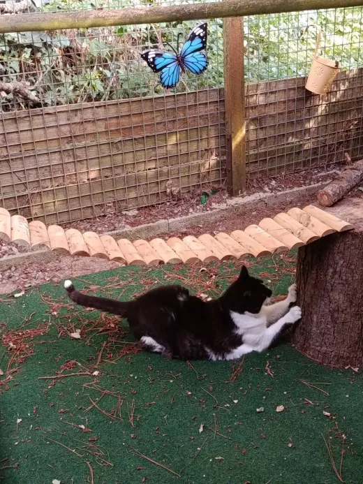 Un chat noir et blanc qui fait ses griffes sur une souche du parc