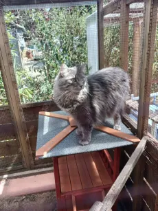 Chat gris à poil long debout sur une plateforme d'angle du parc couvert