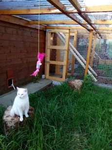 Chat blanc dans son parc extérieur sécurisé