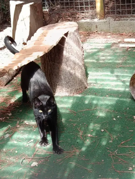 Chat noir qui s'étire près d'une souche, dans le parc extérieur