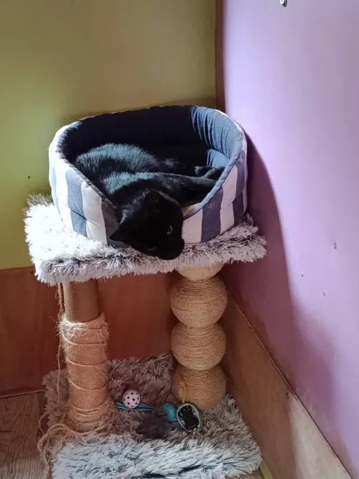 Un chat noir installé dans le panier en hauteur de son arbre à chat
