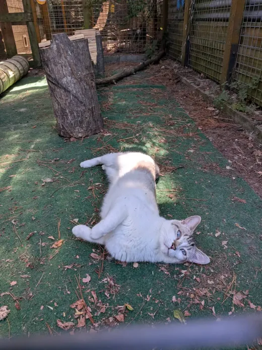 Un chat crème aux yeux bleus qui se prélasse au soleil dans son parc