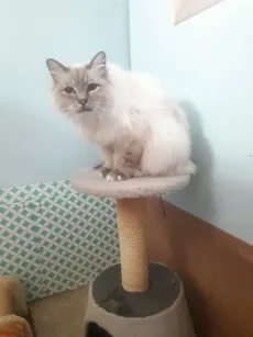 Chat crème installé sur son perchoir