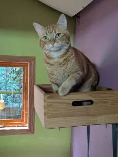 Chat roux assis dans la caisse en bois fixée au mur de sa chambre