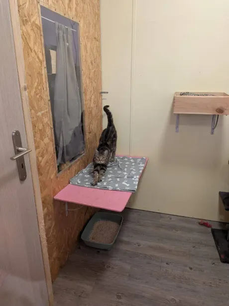 Chat tigré debout sur la tablette murale de sa chambre