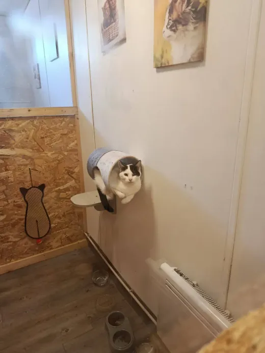 Un chat noir et blanc blotti dans son tube de couchage fixé au mur