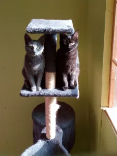 Deux complices perchés sur l'arbre à chat