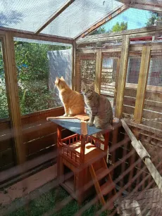 Deux chats perchés sur la plateforme d'un chalet, dans le parc couvert