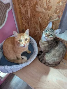Deux chats côte à côte dans leur chambre, l'un roux dans son panier, l'autre tigré