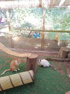 Deux chats dans le parc extérieur, près de la passerelle en rondins et du tunnel de jeu