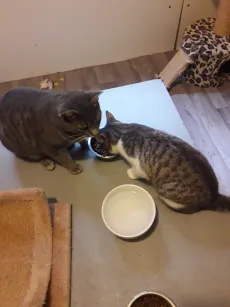 Deux chats du même foyer qui partagent leur repas