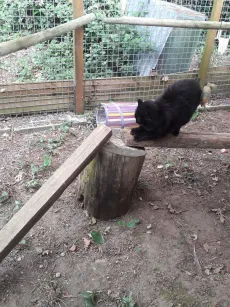 Chat noir en exploration dans le parc extérieur de la chatterie