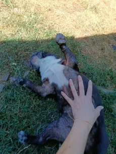 Chien noir et blanc allongé dans l'herbe, qui réclame des caresses sur le ventre
