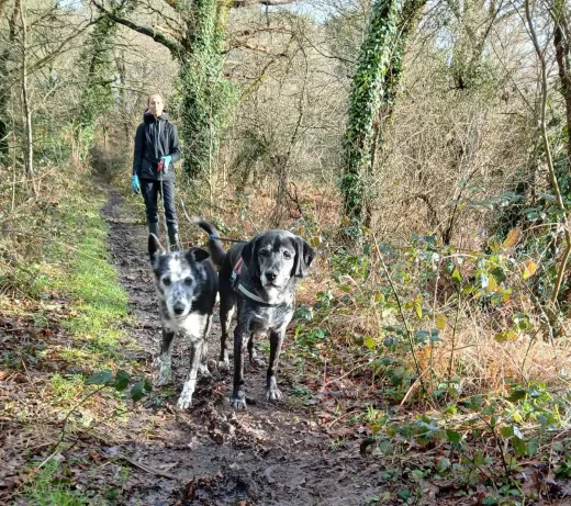 Deux chiens en balade en laisse sur un chemin boisé, accompagnés par la gérante