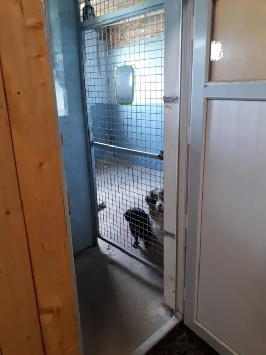 Deux chiens qui partagent le même box, vus depuis le couloir