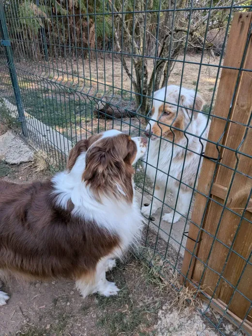 Deux bergers australiens qui se saluent de part et d'autre du grillage entre deux parcs