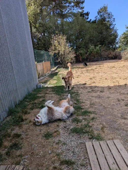 Un chien qui se roule sur le dos dans l'herbe pendant qu'un autre accourt