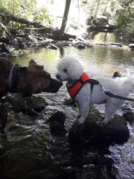 Baignade à la rivière pendant la balade