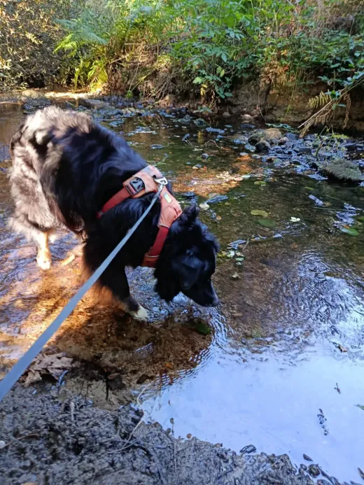 Deux chiens qui pataugent dans le ruisseau pendant la balade en laisse