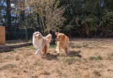 Un berger australien et un golden retriever qui courent ensemble dans le parc
