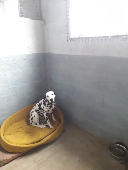 Un dalmatien installé dans son panier, dans son box individuel