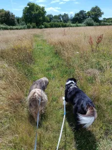 Deux chiens en longe qui traversent une prairie de hautes herbes