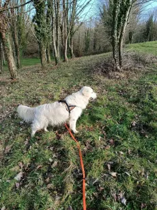 Golden retriever crème en balade en laisse dans un sous-bois ensoleillé
