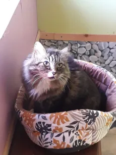 Maine coon détendu dans son panier