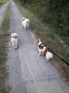 Petit groupe de chiens en promenade sur les chemins