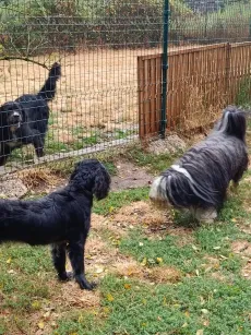 Trois chiens qui font connaissance de part et d'autre du grillage entre deux parcs