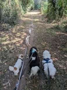 Sortie en groupe : cinq petits chiens en laisse sur un chemin ombragé