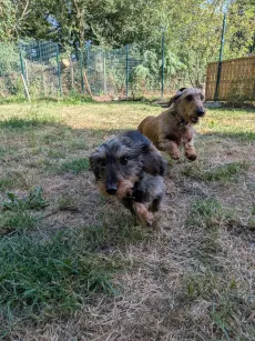 Deux teckels à poil dur qui foncent vers l'objectif dans le parc