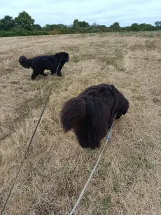 Deux terre-neuve noirs en balade en longe dans un champ